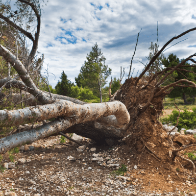 TREE REMOVAL
