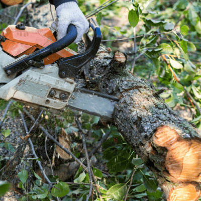TREE CUTTING
